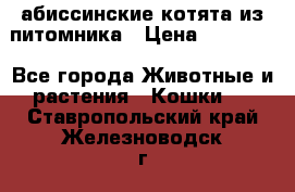 абиссинские котята из питомника › Цена ­ 15 000 - Все города Животные и растения » Кошки   . Ставропольский край,Железноводск г.